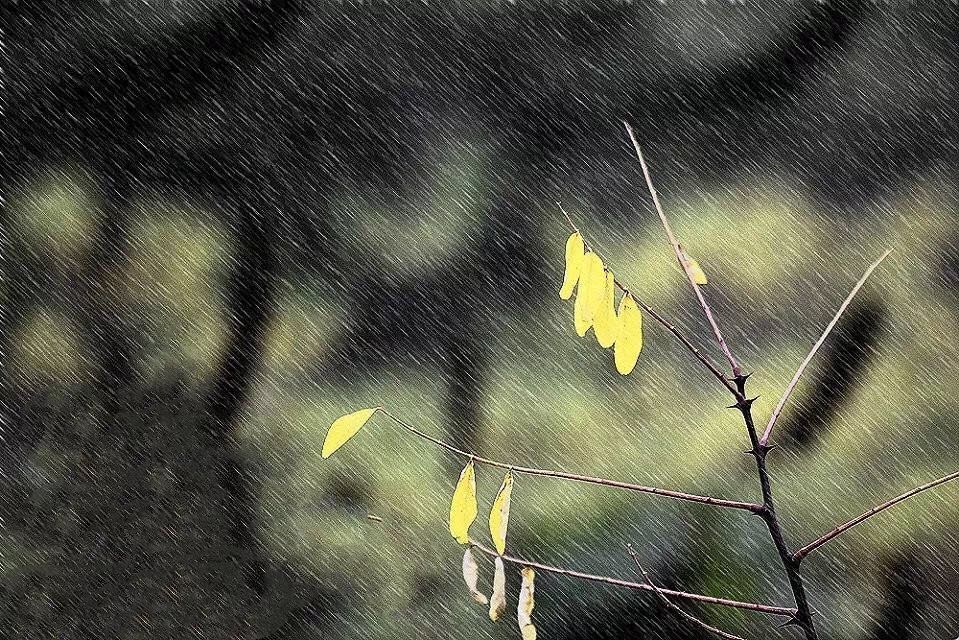 【长银文苑】冬雨