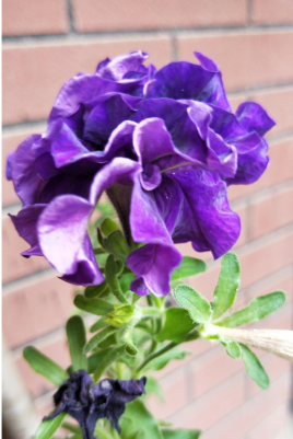 【长银文苑】一花一世界之重瓣矮牵牛