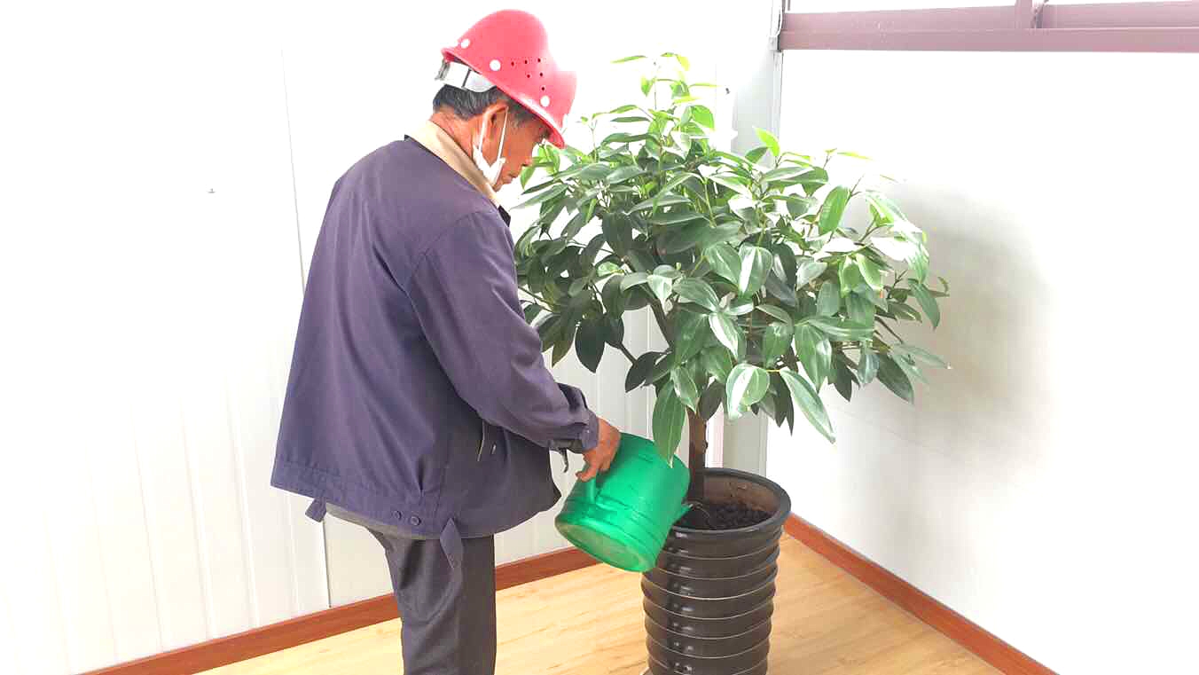 【润霖绿化】做好春季绿化养护